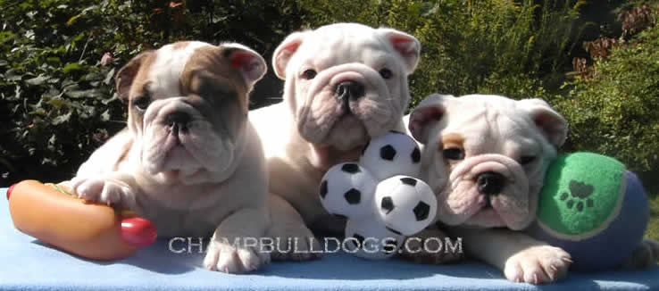 English bulldog puppies